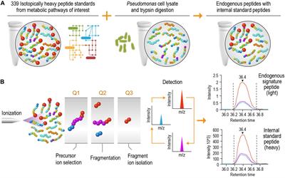 High-Throughput Large-Scale Targeted Proteomics Assays for Quantifying Pathway Proteins in Pseudomonas putida KT2440